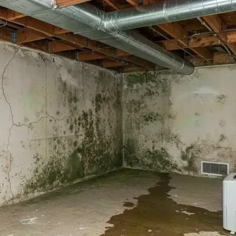 Professional Mold Removal in Fairfax, OK